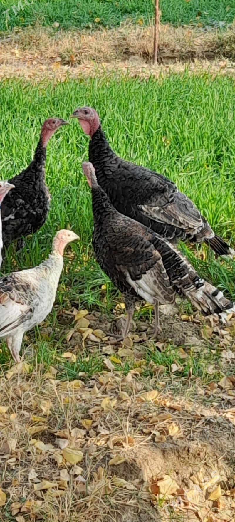 induklar - Бахарден - img 4