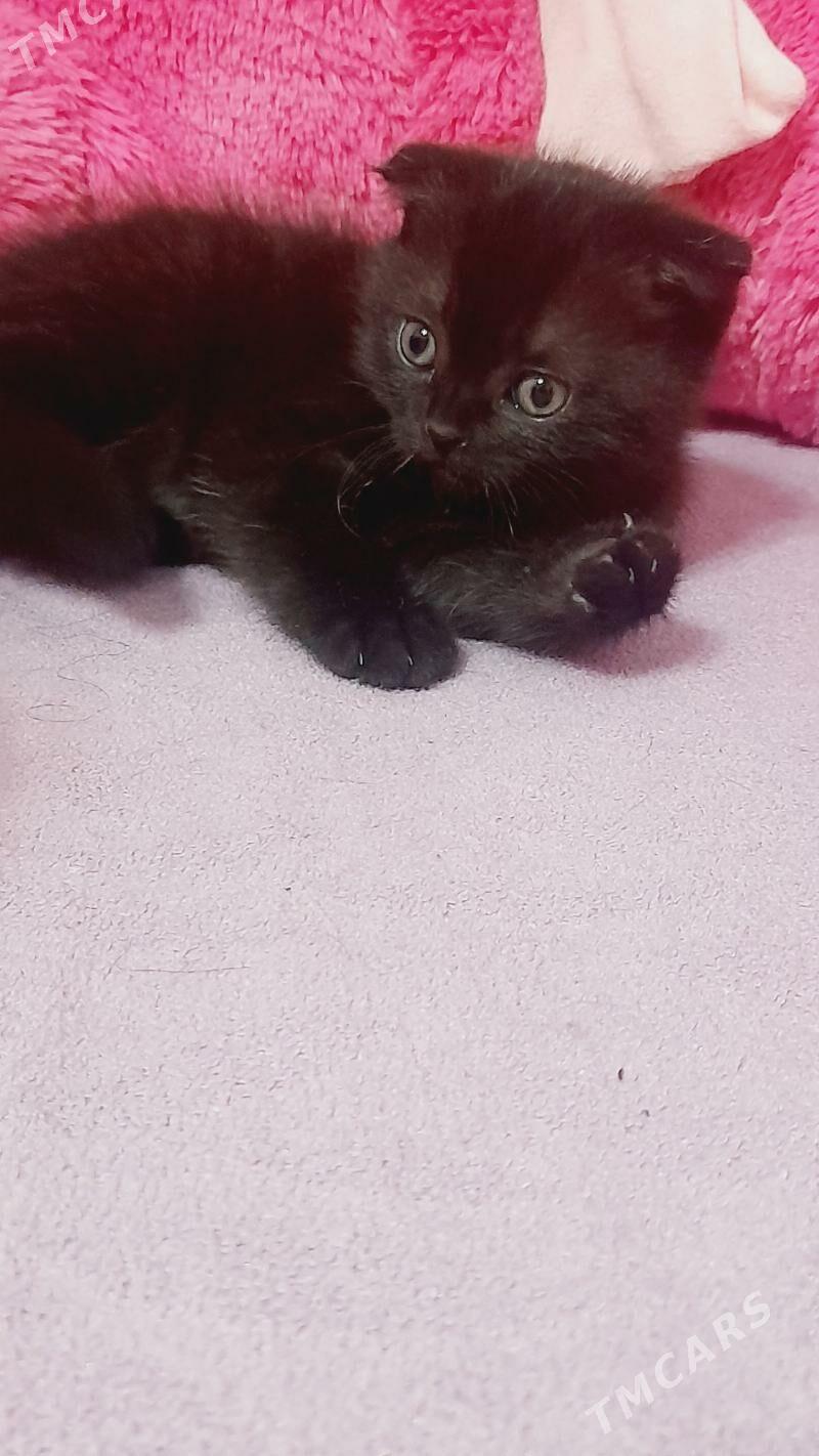 шотландский котёнок - Туркменабат - img 2