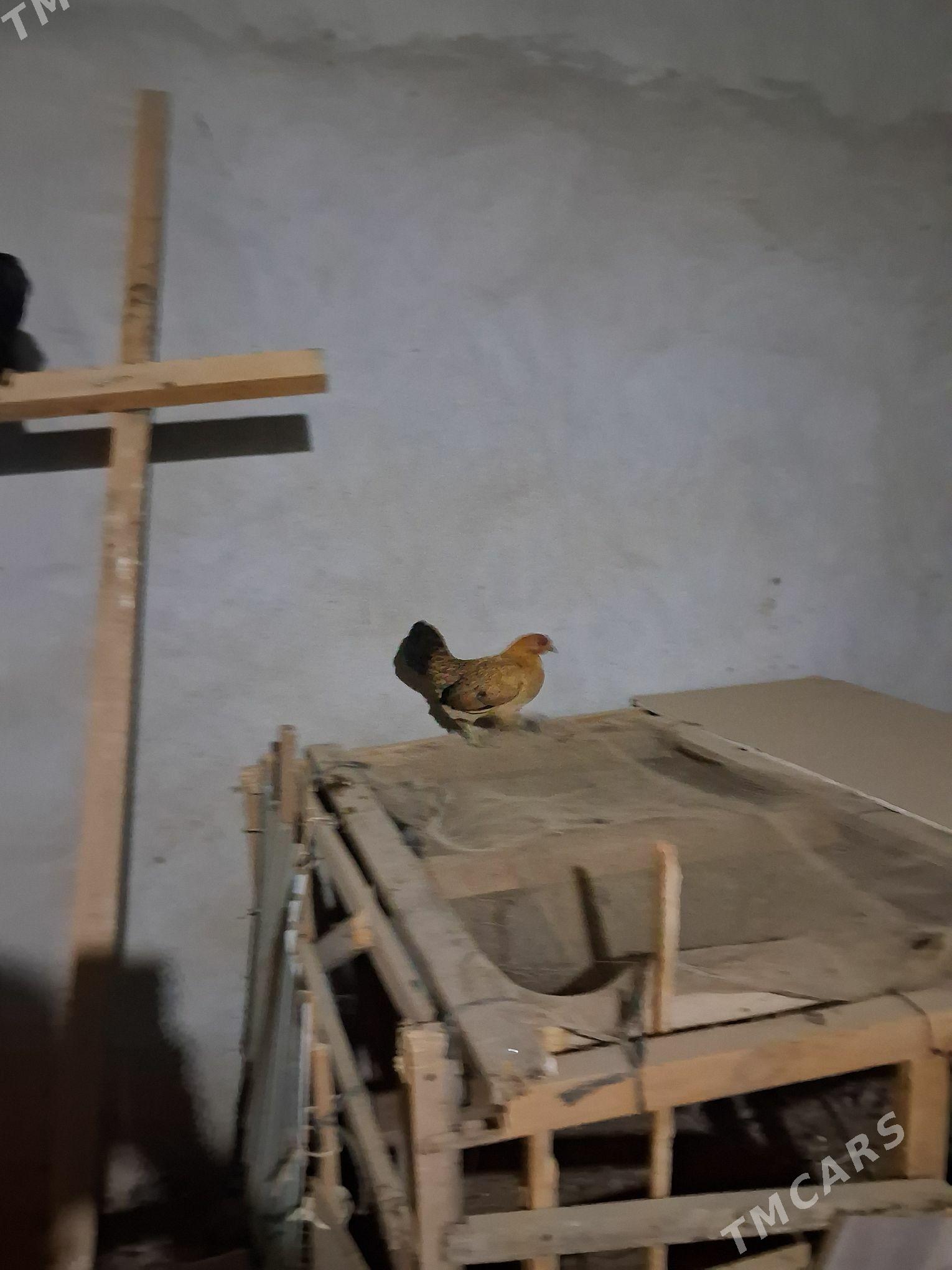 karlik - Чарджоу - img 3