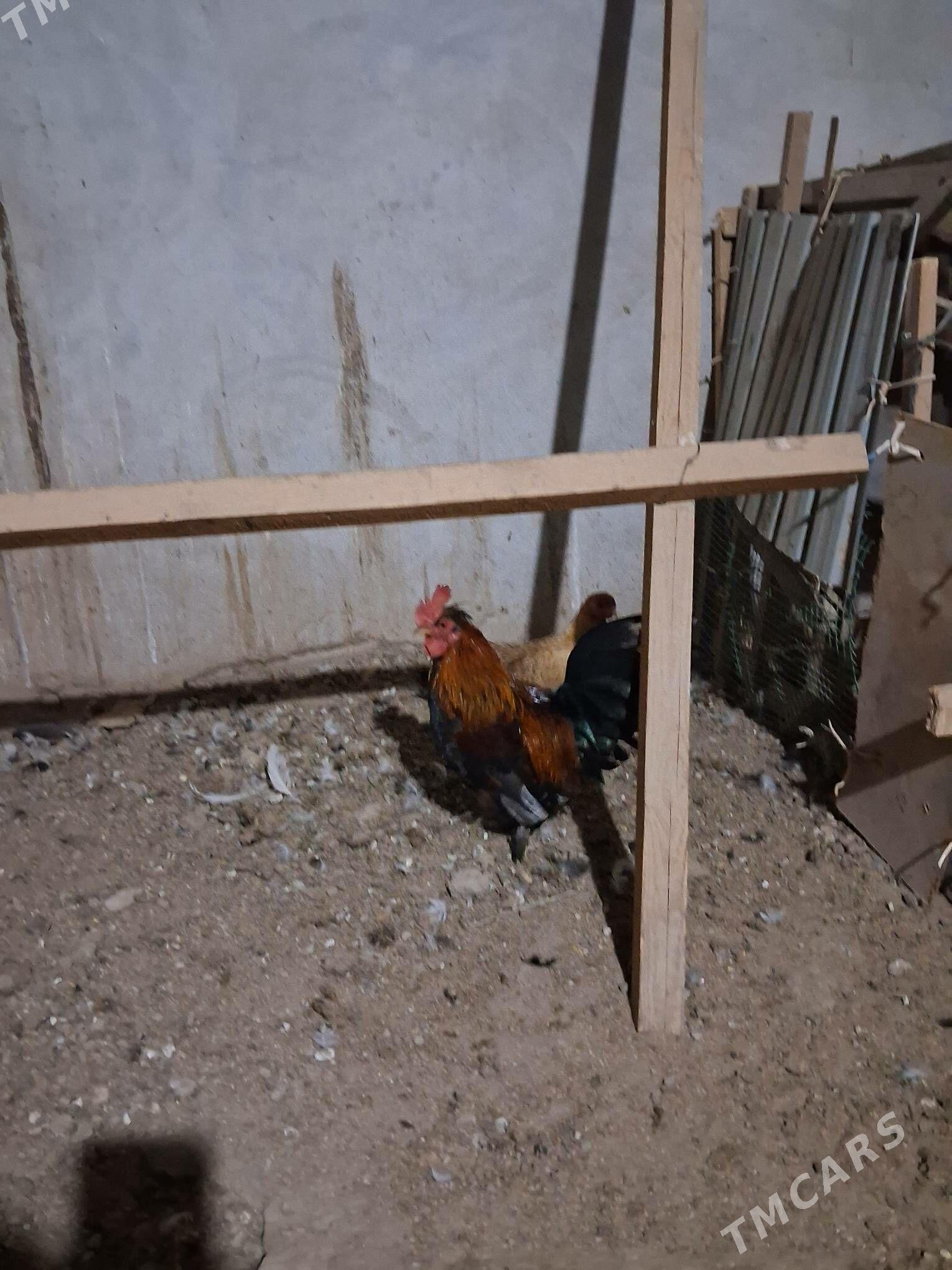 karlik - Чарджоу - img 2