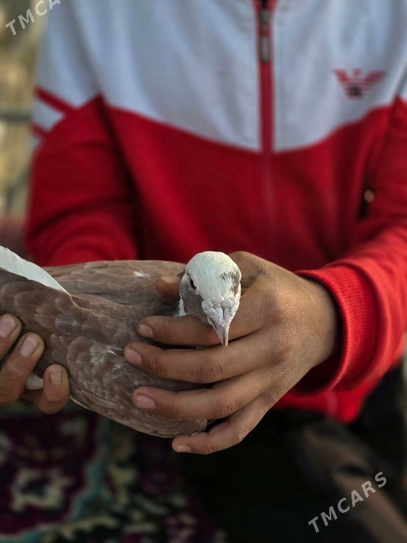 kepderi - Гёкдепе - img 2