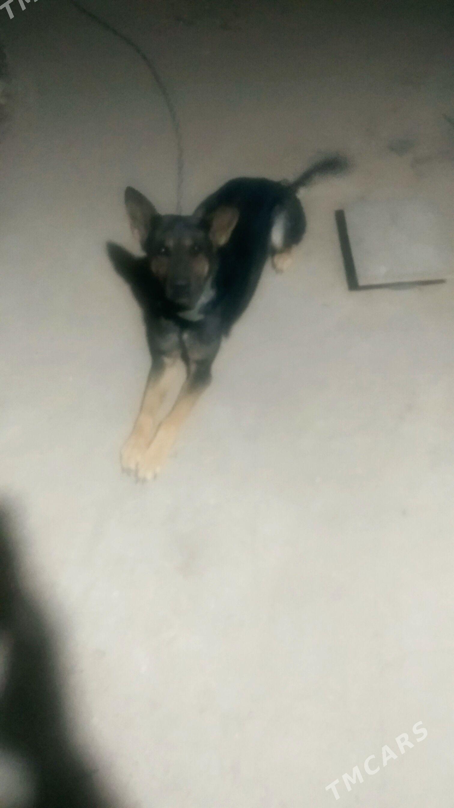 Авчарка арасса уркочи - Бекреве - img 2