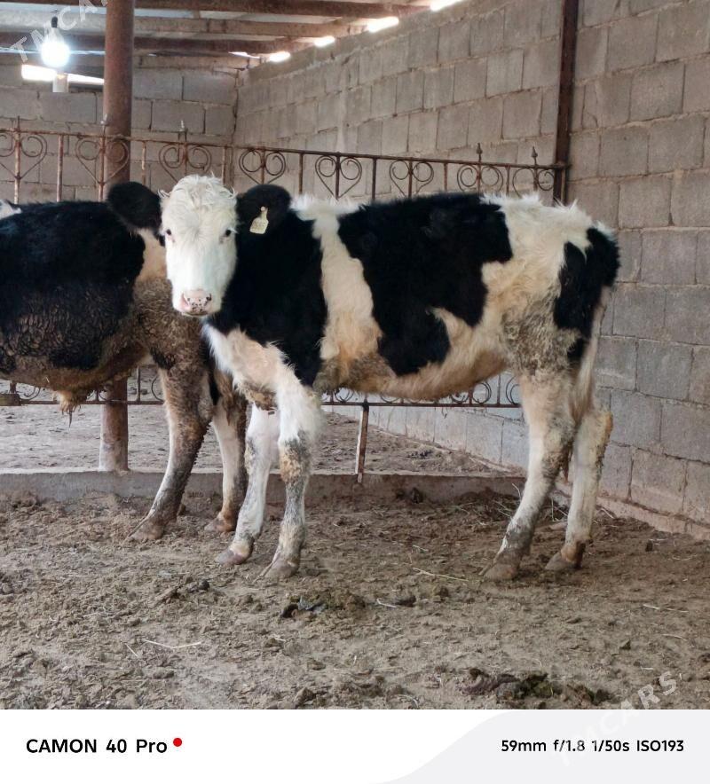 Galişdeýin göleler - Бузмеин - img 4