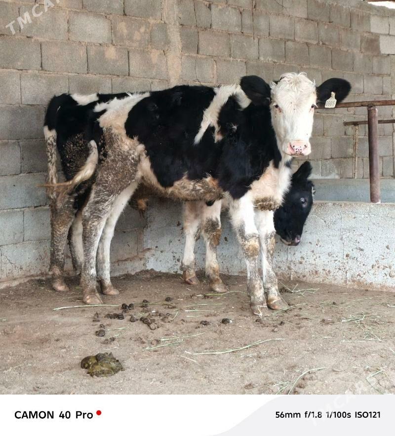 Galişdeýin göleler - Бузмеин - img 5