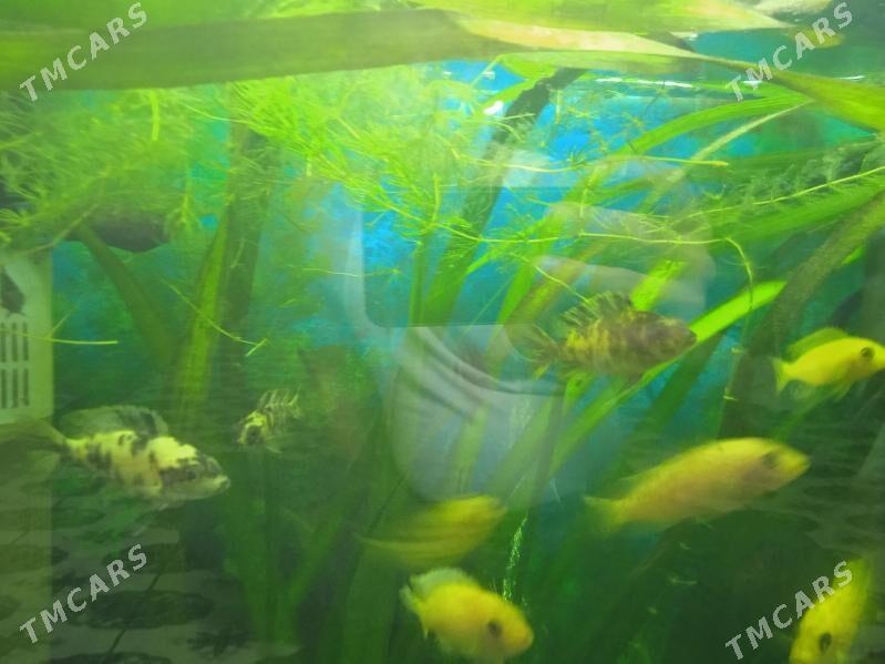 мальки Африканских цихлид - Parahat 3 - img 2