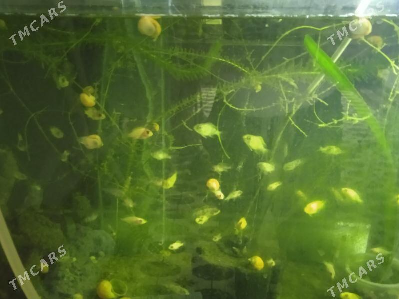 мальки Африканских цихлид - Parahat 3 - img 6