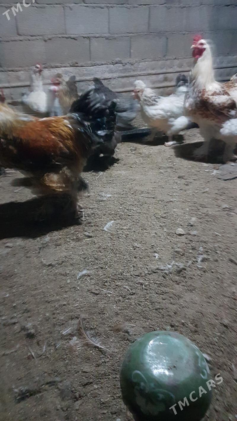 towuk - Gyzylarbat - img 1