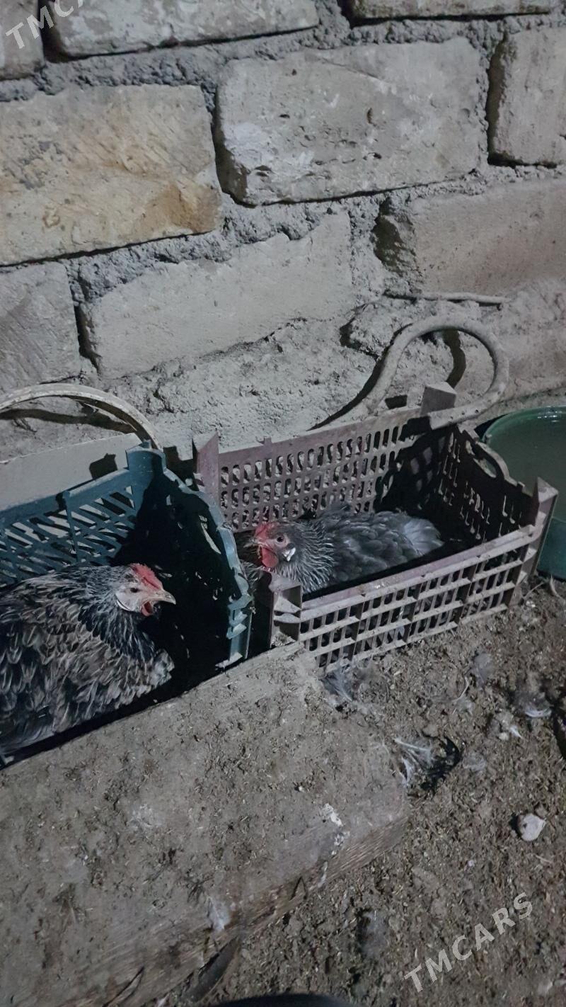 towuk - Gyzylarbat - img 7