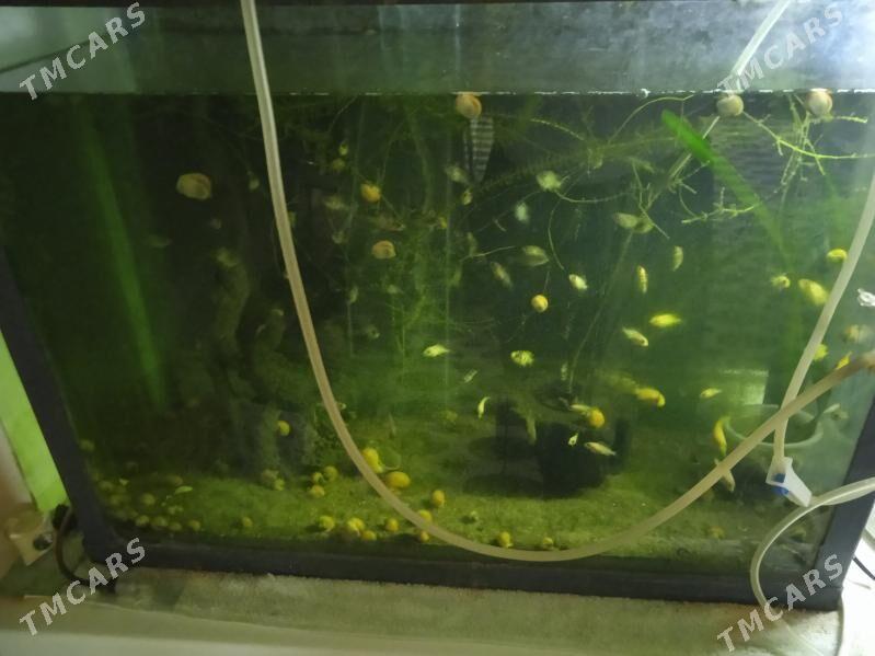 мальки Африканских цихлид - Parahat 3 - img 7