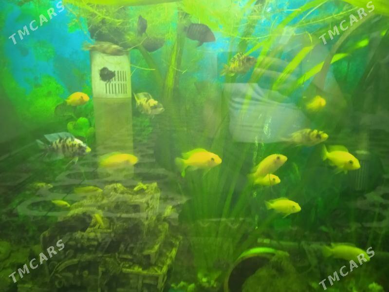 мальки Африканских цихлид - Parahat 3 - img 4