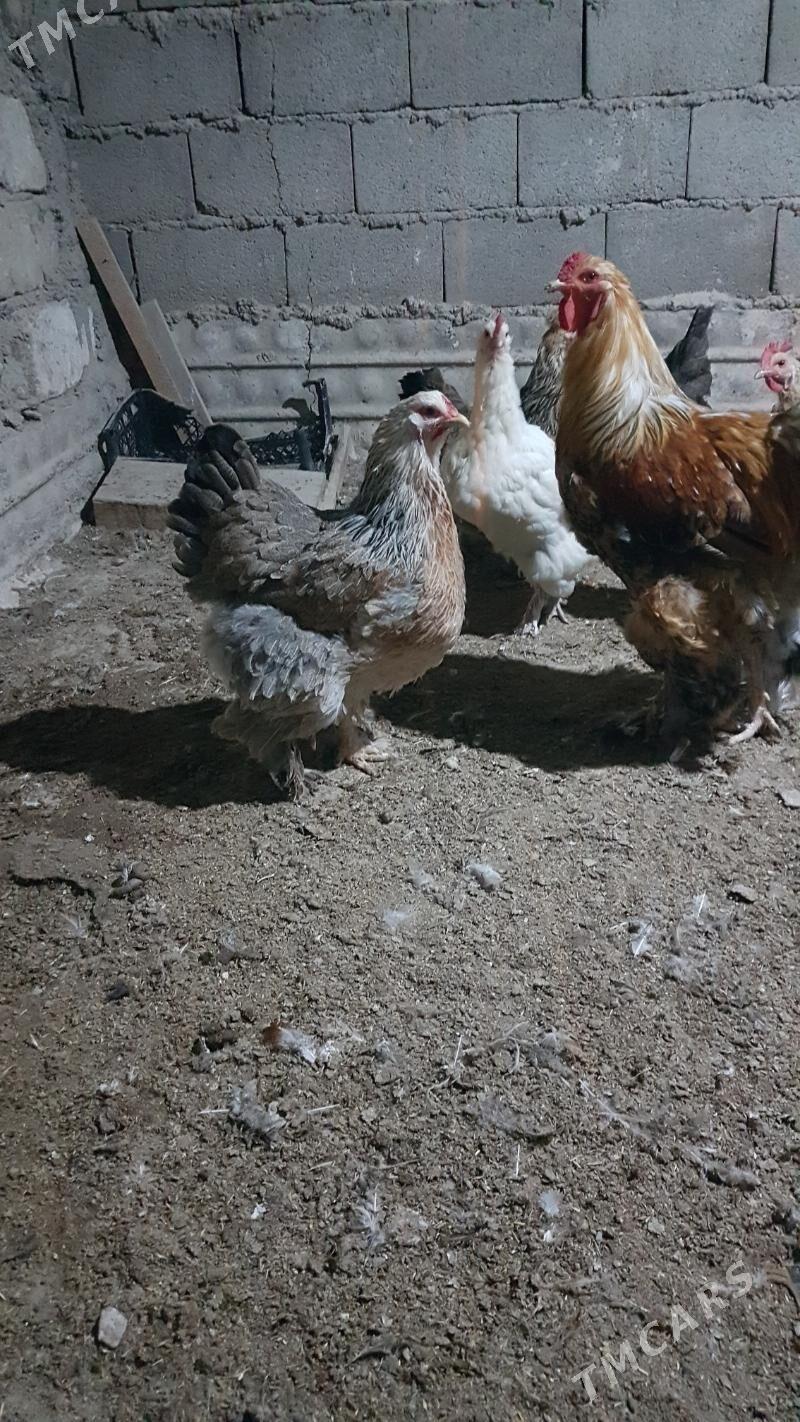 towuk - Gyzylarbat - img 2