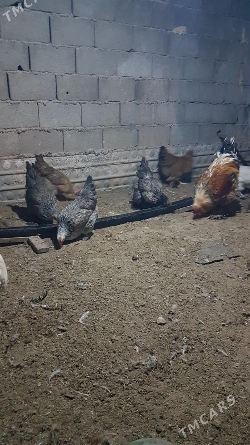 towuk - Gyzylarbat - img 6