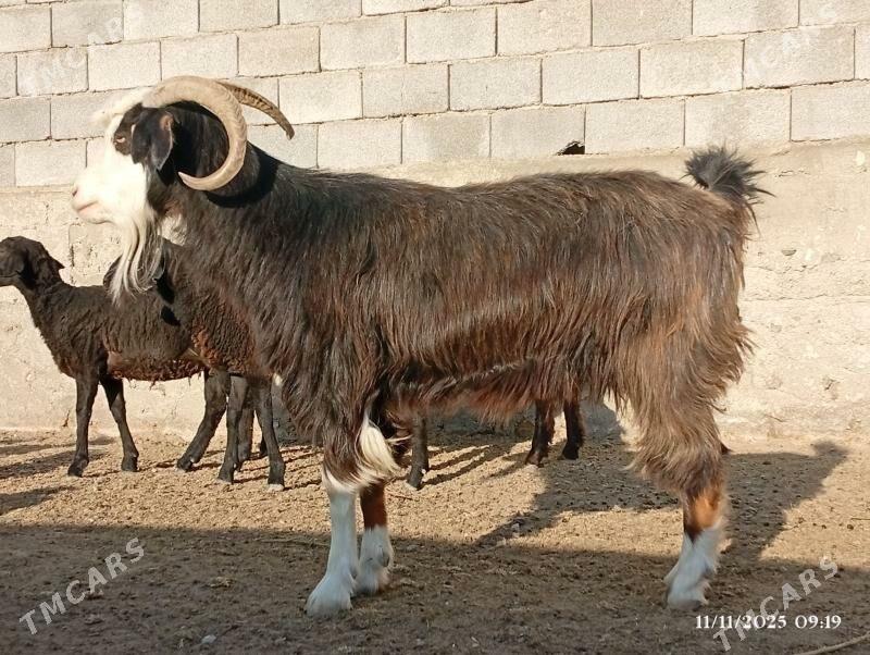 Semiz geçi - Herrikgala - img 2