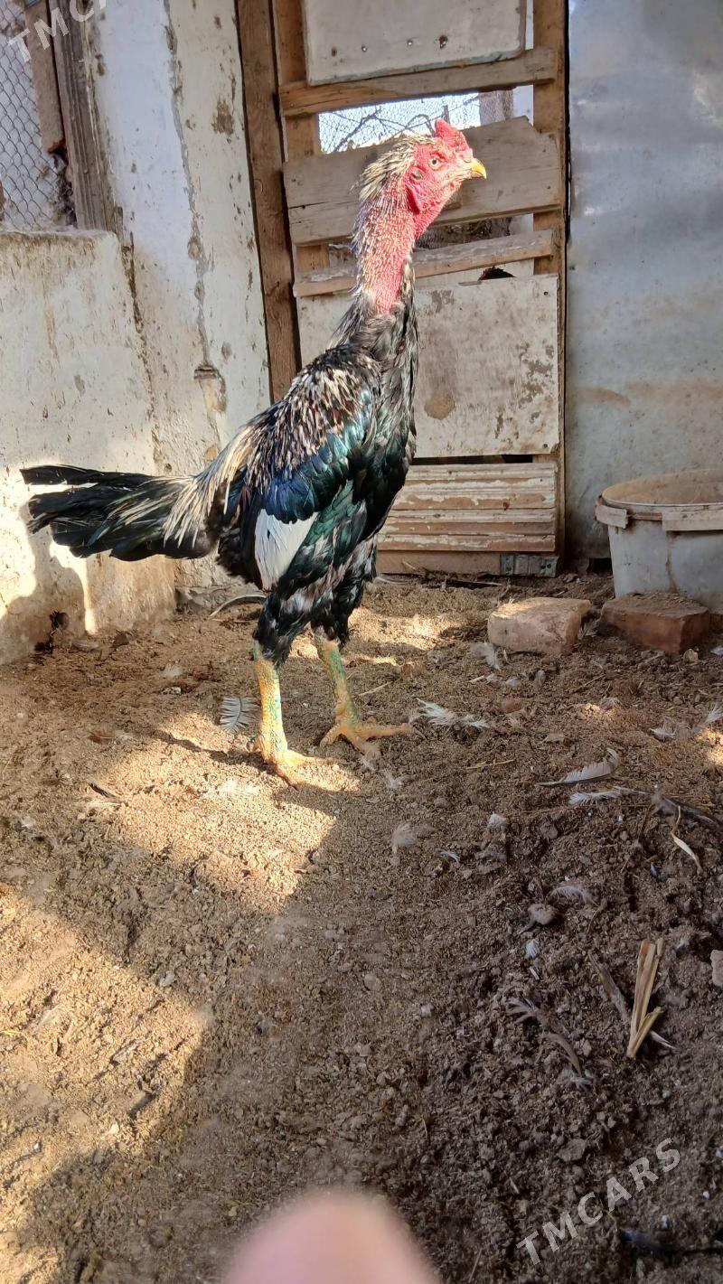 хораз - Чарджоу - img 2