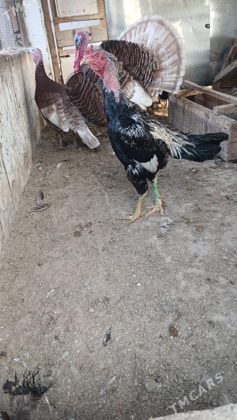 хораз - Чарджоу - img 1