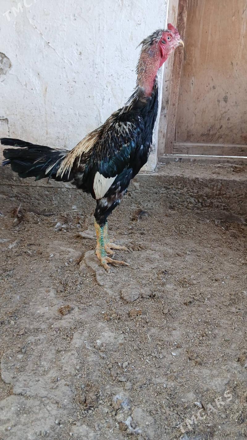 хораз - Чарджоу - img 3