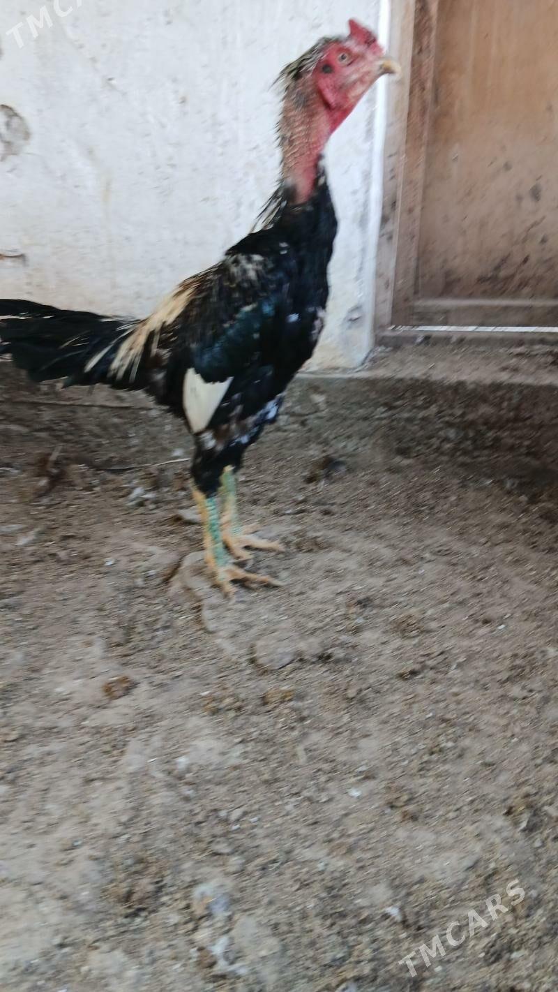 хораз - Чарджоу - img 4