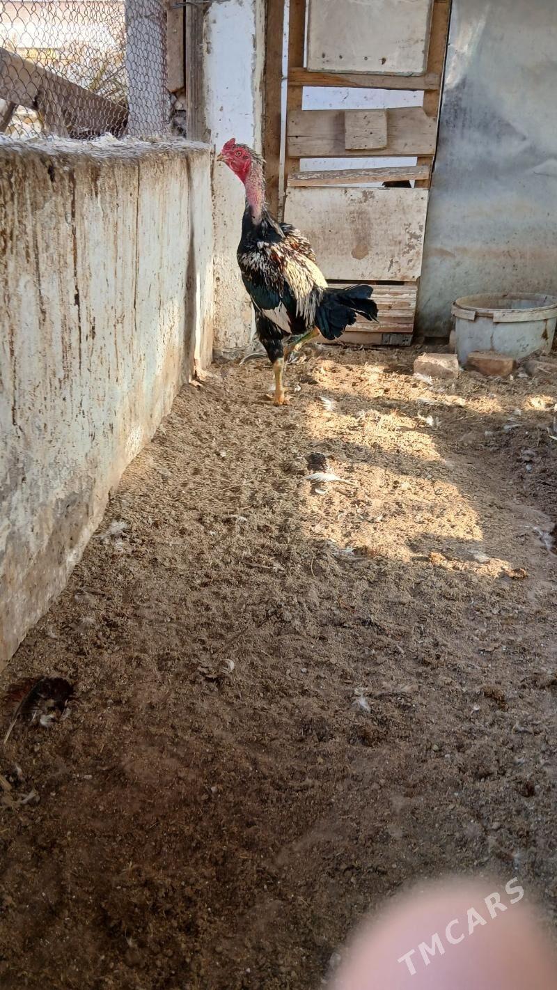 хораз - Чарджоу - img 5