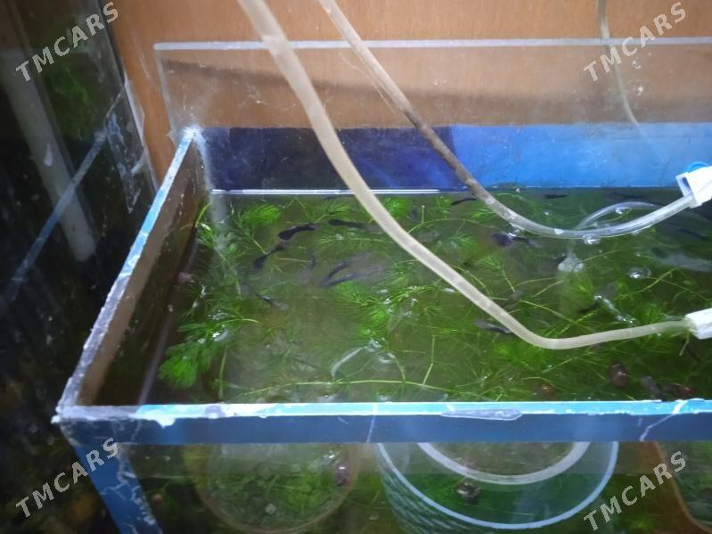 гуппи черный принц - Мир 3 - img 2