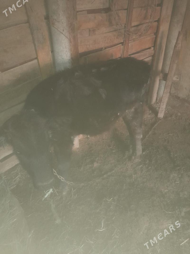 Öküz - Tejen - img 2