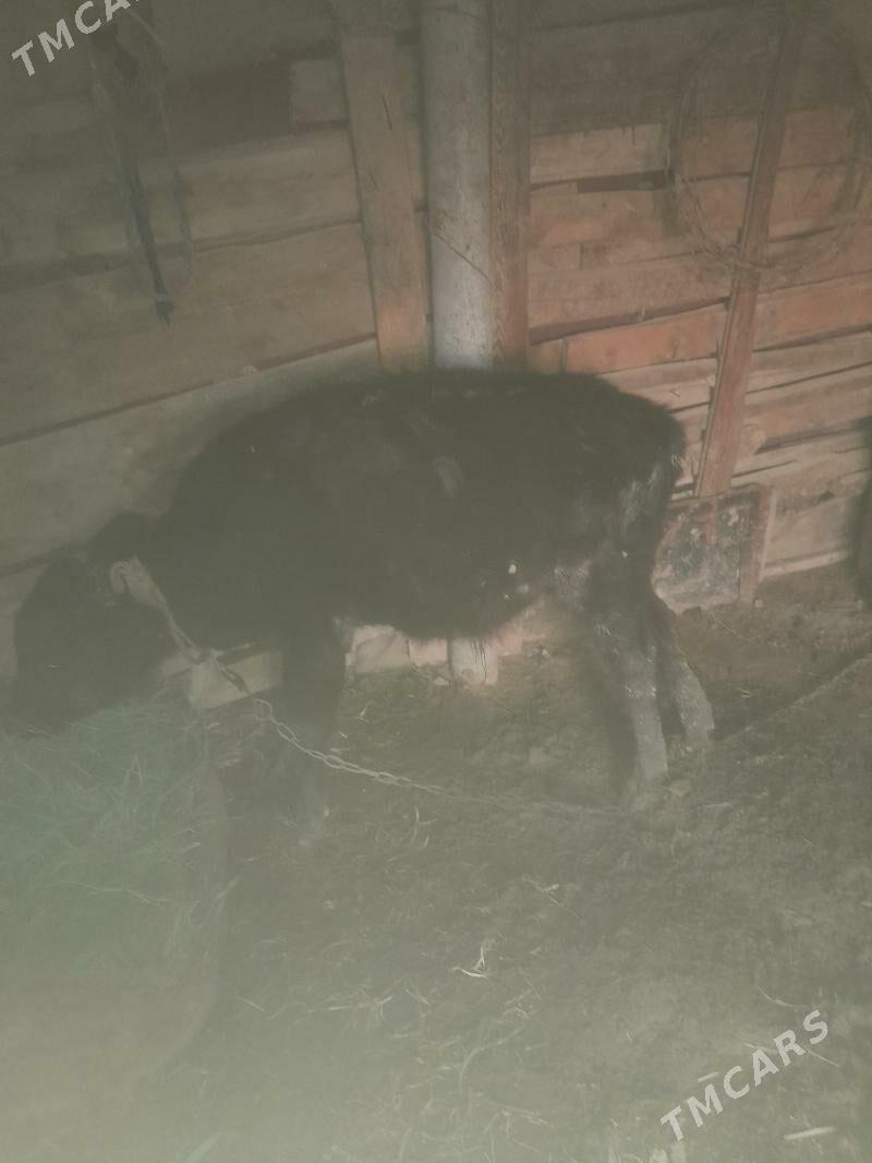 Öküz - Tejen - img 3