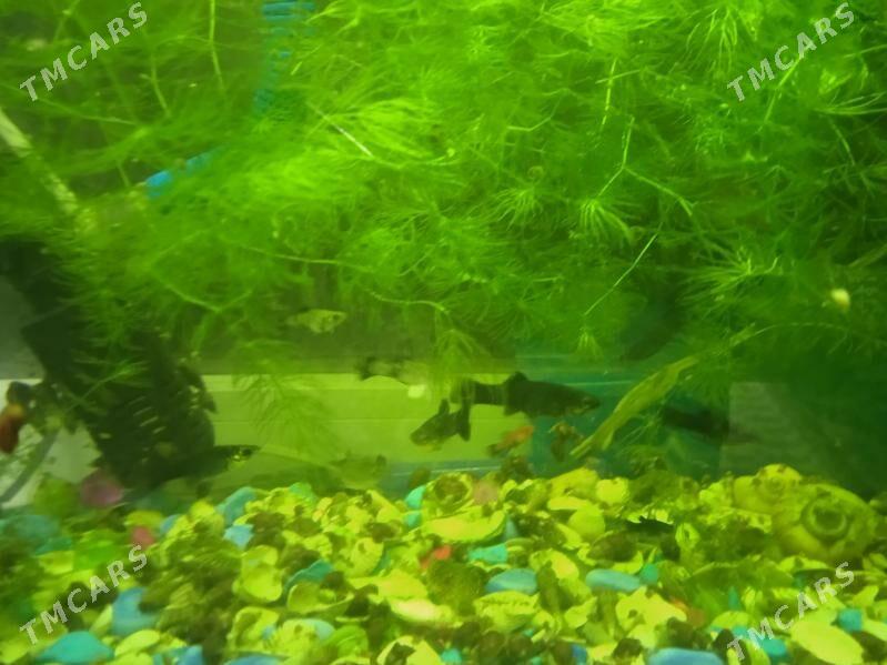 моллинезия - Parahat 3 - img 3