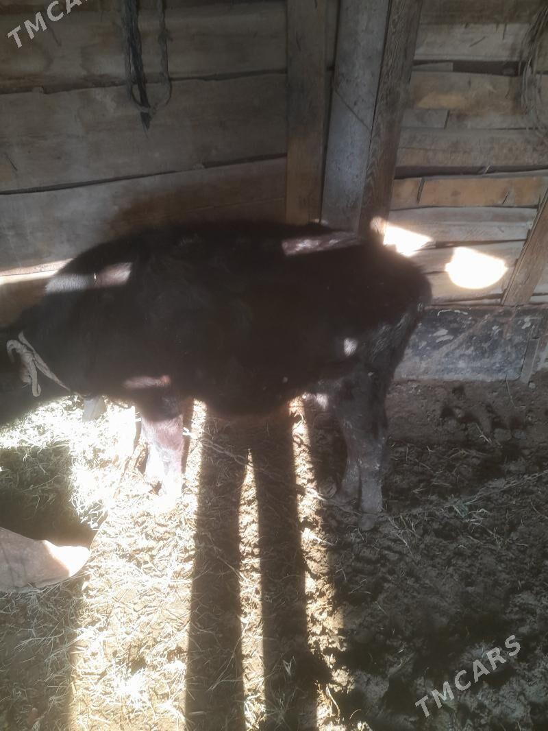 Öküz - Tejen - img 5