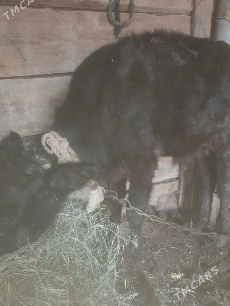 Öküz - Tejen - img 4