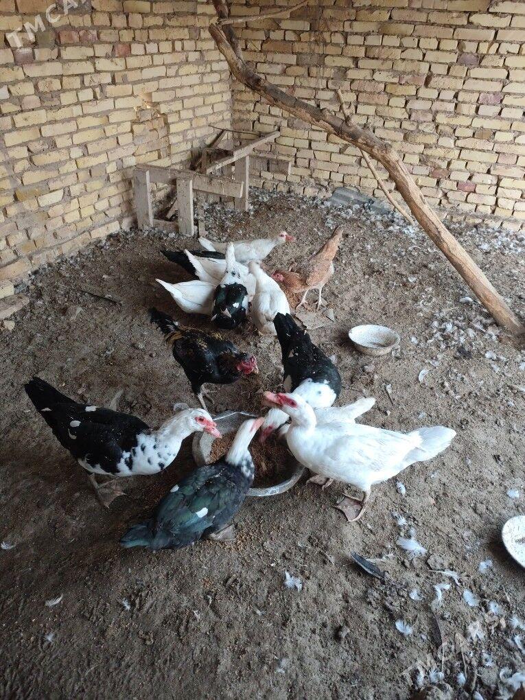 мусгус ордек - Çärjew - img 1