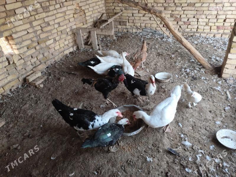 мусгус ордек - Çärjew - img 2