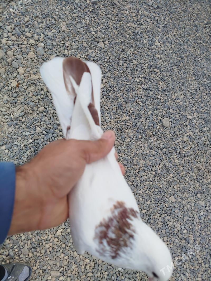 kepderi - Гызыларбат - img 3