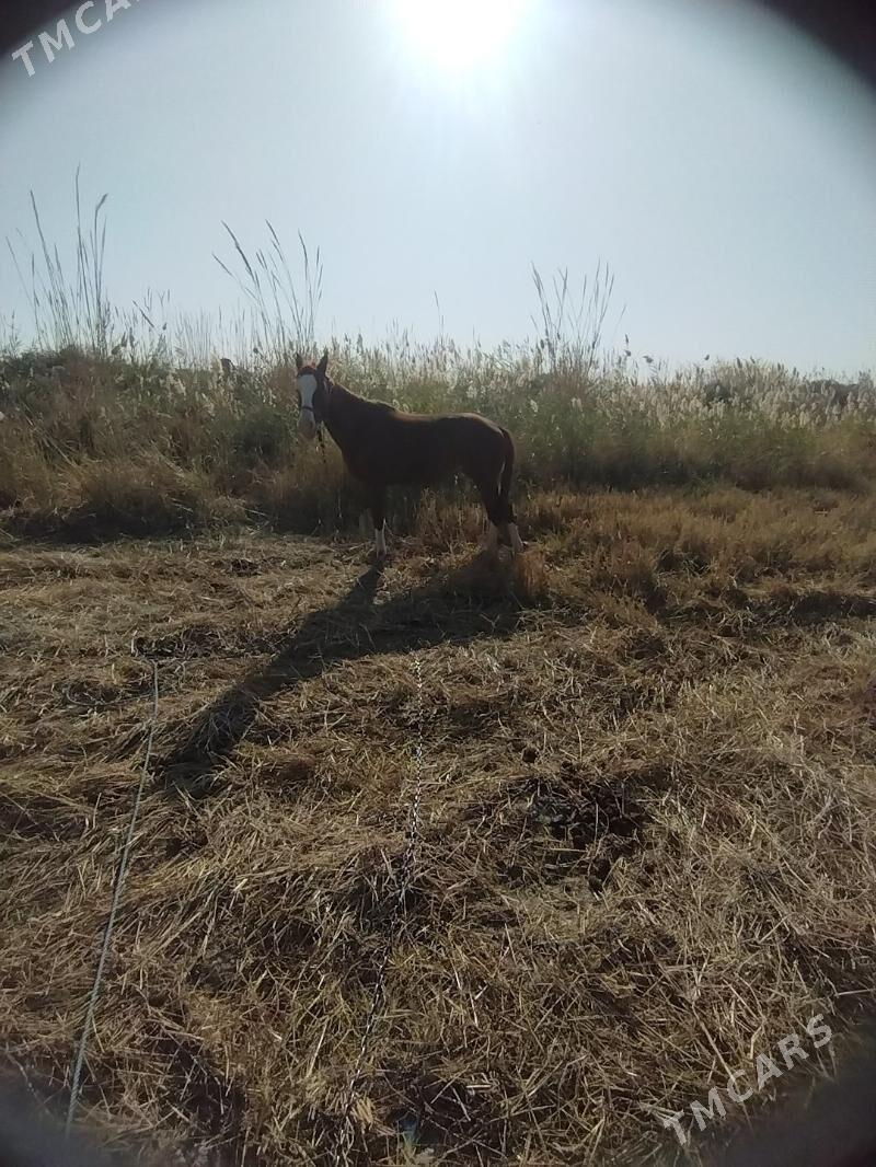 At - Ходжамбаз - img 8