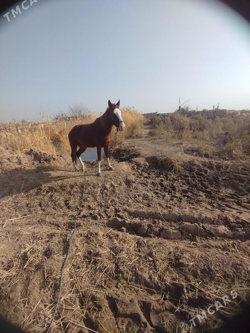 At - Ходжамбаз - img 5