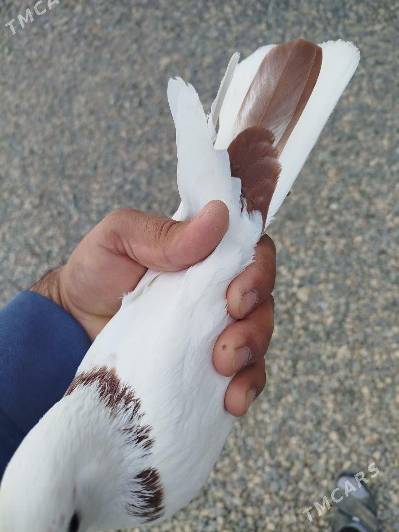 kepderi - Гызыларбат - img 2