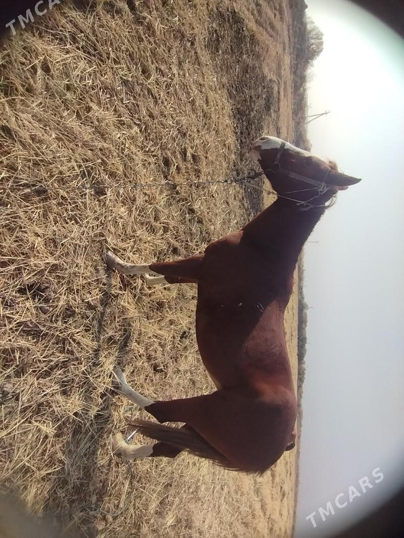 At - Ходжамбаз - img 3