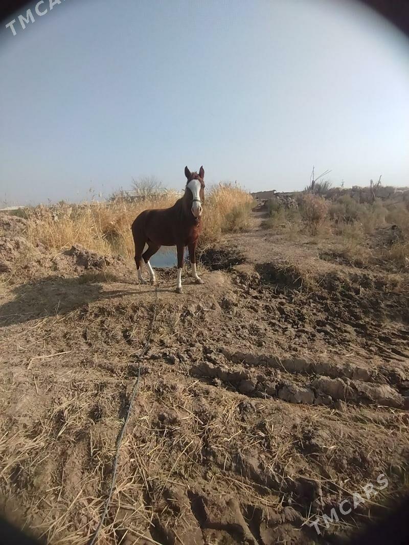 At - Ходжамбаз - img 6