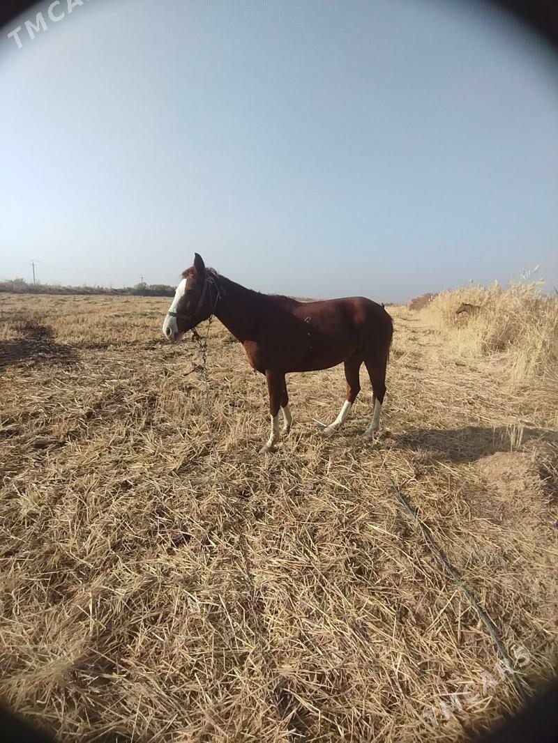 At - Ходжамбаз - img 4