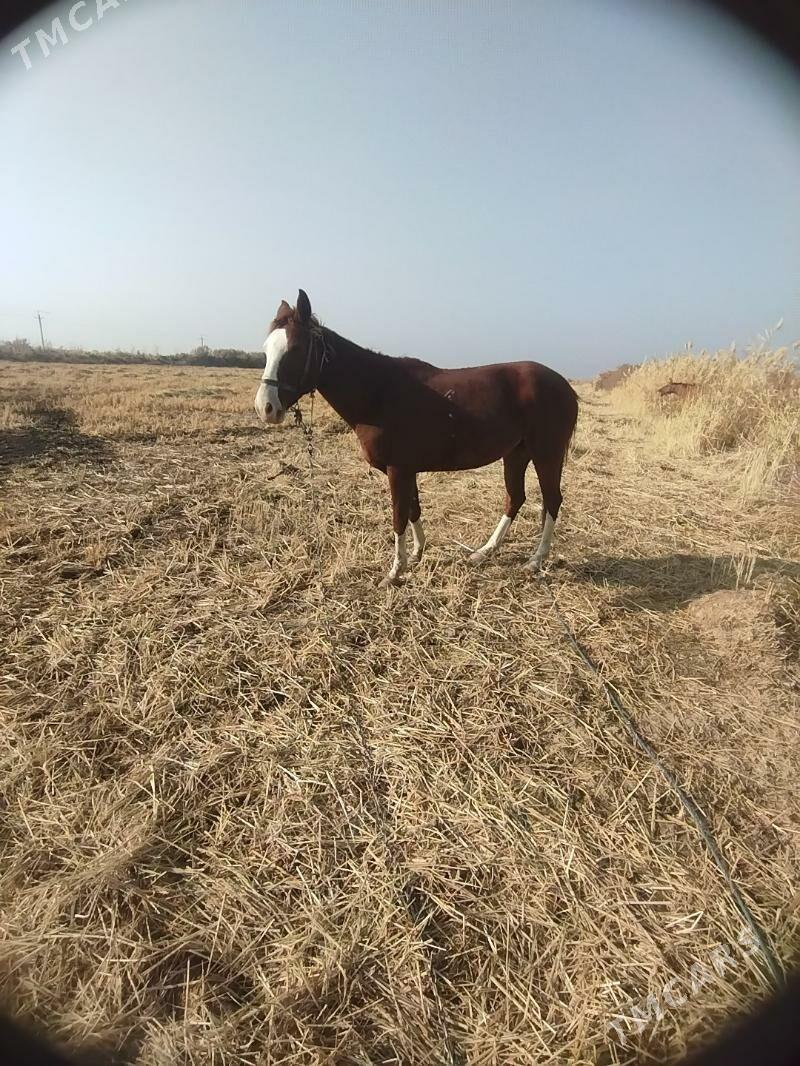 At - Ходжамбаз - img 2