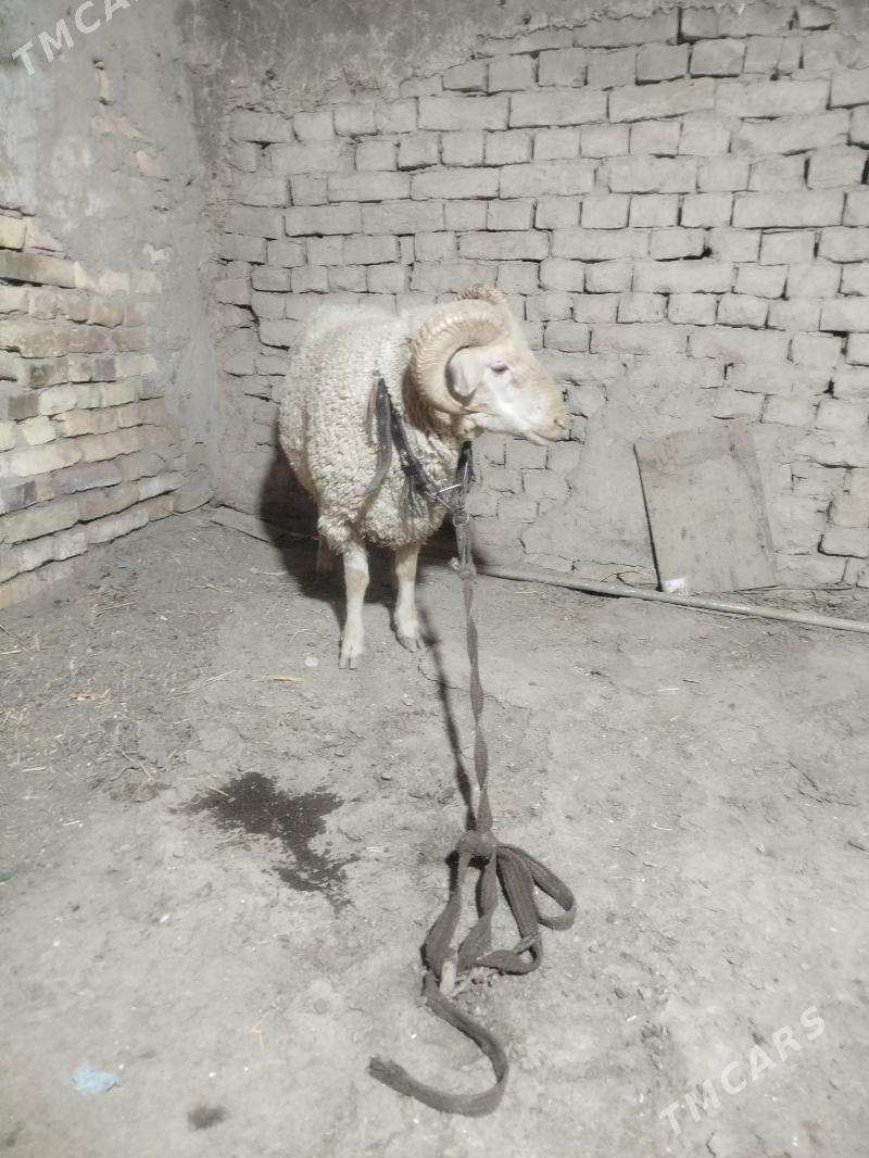 meranos - Daşoguz - img 2