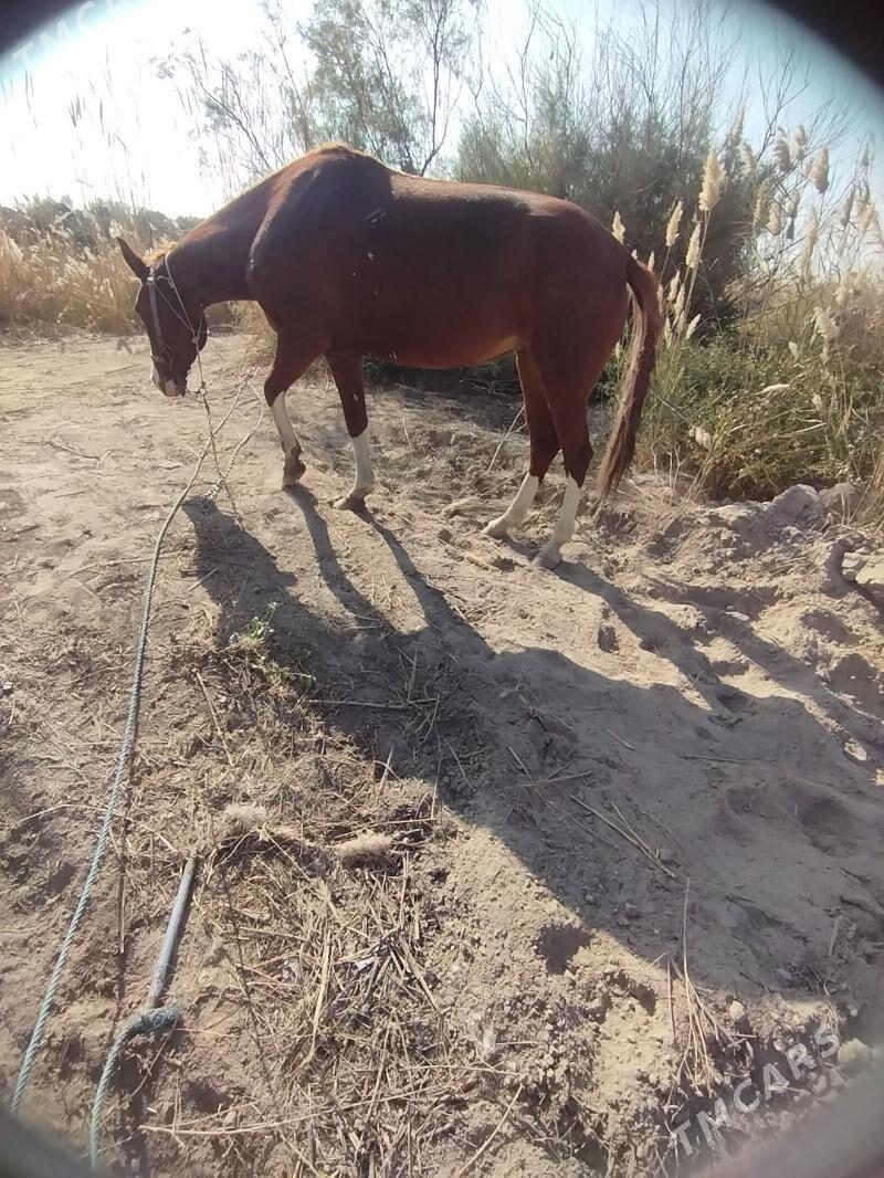 At - Ходжамбаз - img 7