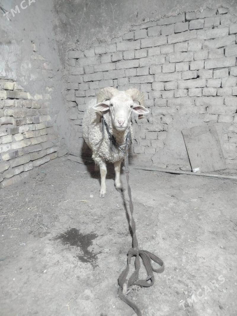 meranos - Daşoguz - img 1