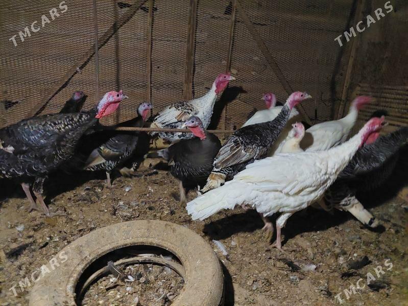 induk - Теджен - img 1