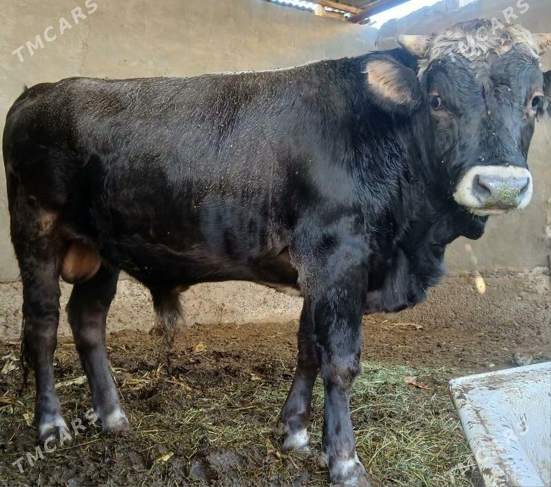 OKUZ - Büzmeýin - img 2