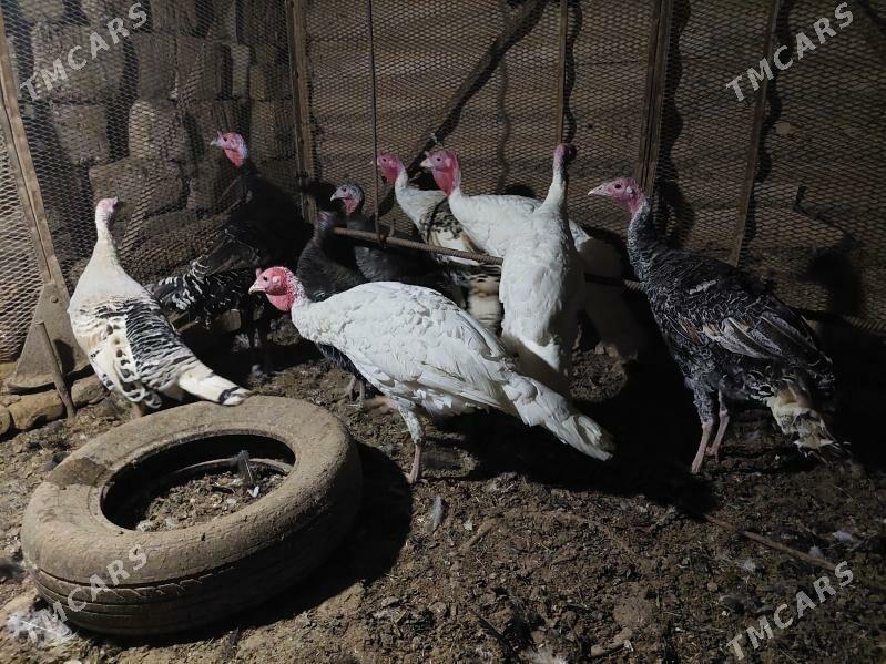 induk - Теджен - img 3