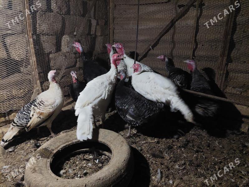 induk - Теджен - img 5