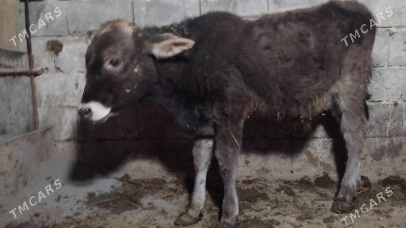 Okuz gole - Gurtly - img 3