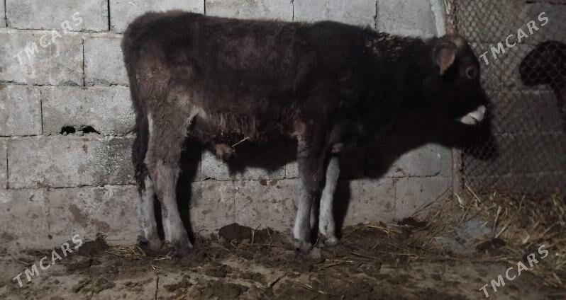 Okuz gole - Gurtly - img 4