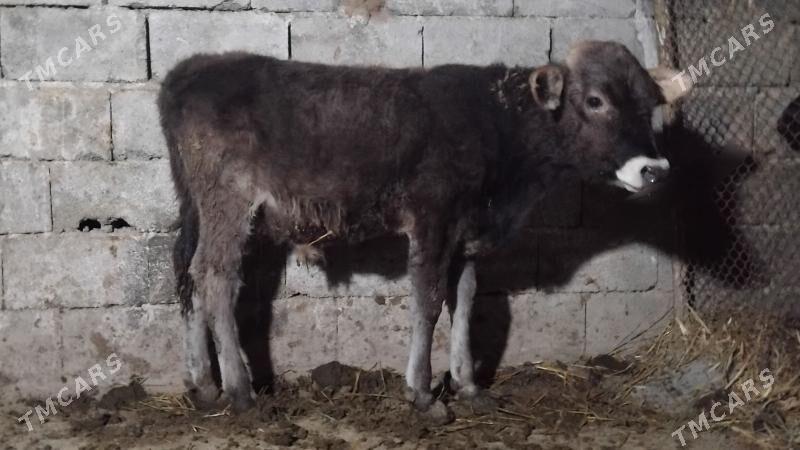 Okuz gole - Gurtly - img 2