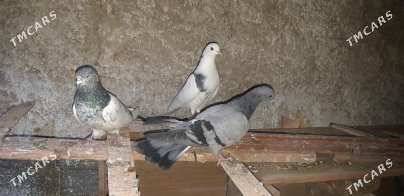 kepderi - Ак-Бугдайский этрап - img 2