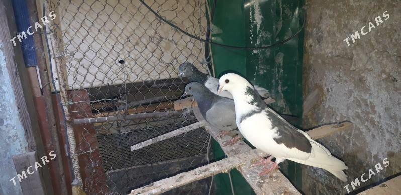 kepderi - Ак-Бугдайский этрап - img 3